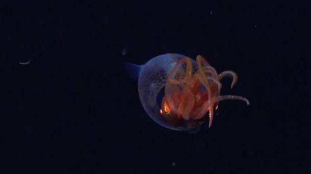 Baby Colossal Squid