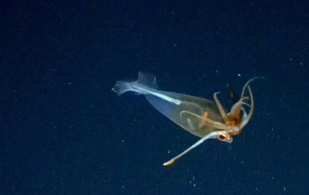 Baby Colossal Squid Filmed for the First Time Ever Baby Colossal Squid