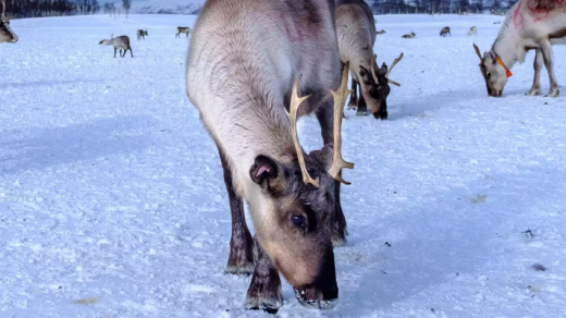 Star the Reindeer