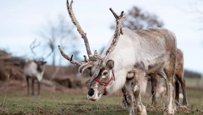 Star the Reindeer: Beloved Alaskan Animal Passes Away Star the Reindeer