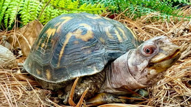 Rockalina Turtle Rescue