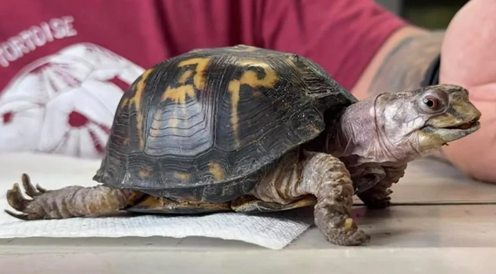 Rockalina Turtle Rescue: From Captivity to Freedom Rockalina Turtle Rescue