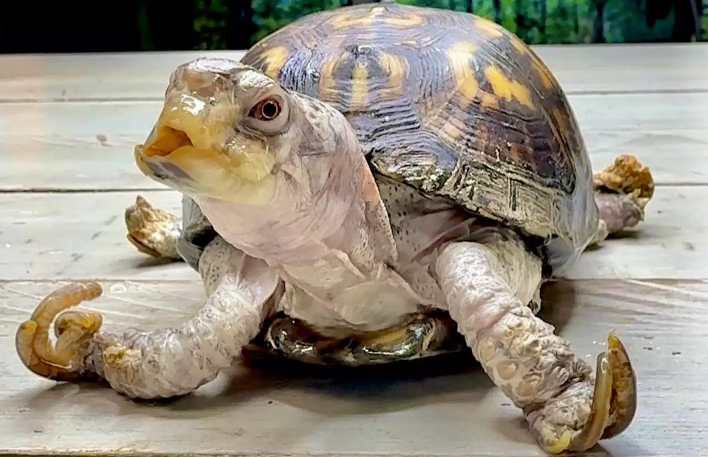 Rockalina Turtle Rescue: From Captivity to Freedom Rockalina Turtle Rescue