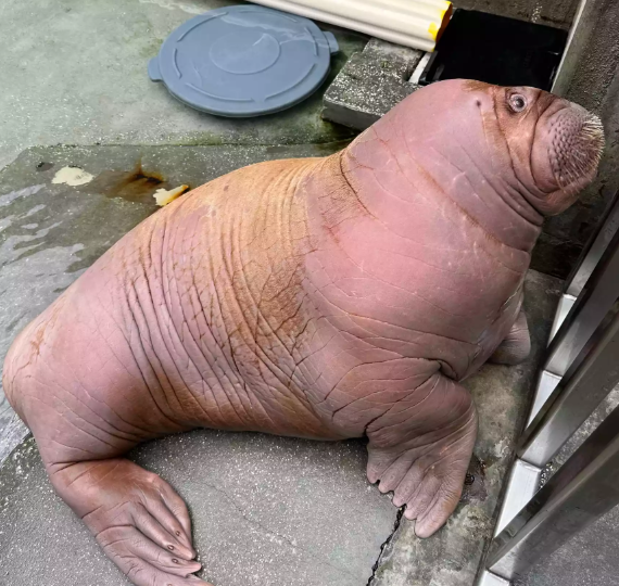 Orphaned Walrus Rescue Alaska: Ukiaq’s Path to Healing Orphaned Walrus Rescue Alaska