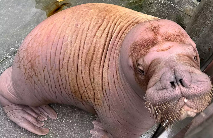 Orphaned Walrus Rescue Alaska: Ukiaq’s Path to Healing Orphaned Walrus Rescue Alaska
