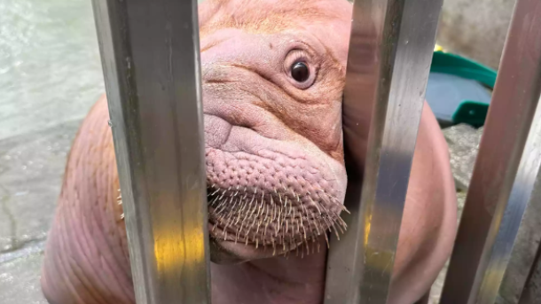 Orphaned Walrus Rescue Alaska