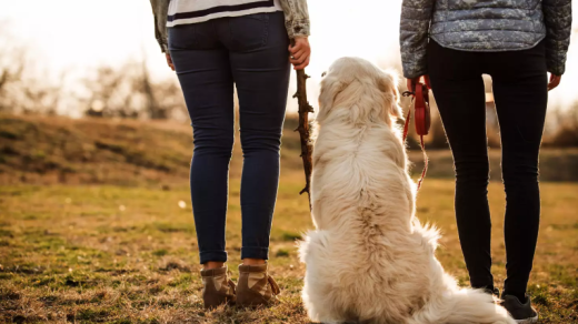 Dog walking schedule disagreement