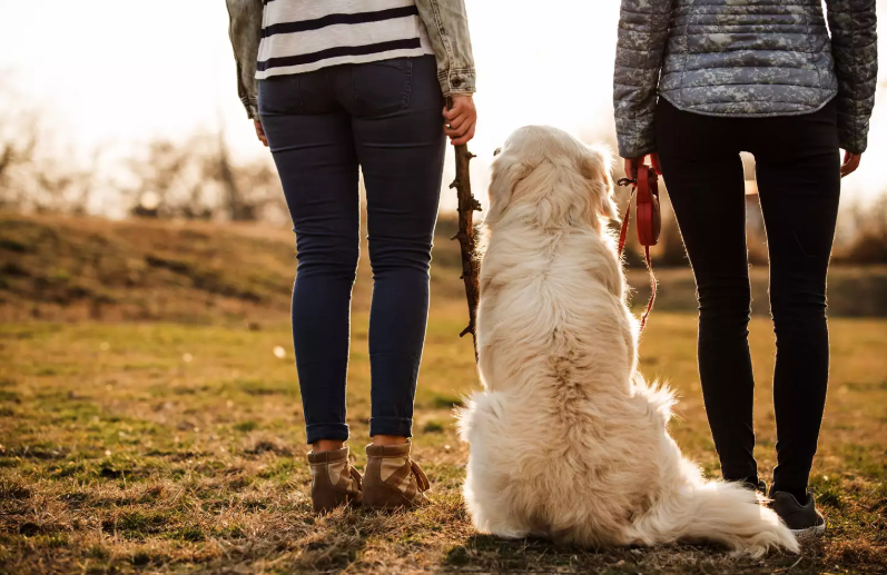 Dog walking schedule disagreement