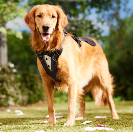 Pet Wedding Attire: Perfect Outfits for Your Furry Friend Pet Wedding Attire