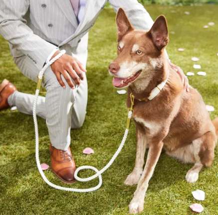 Pet Wedding Attire: Perfect Outfits for Your Furry Friend Pet Wedding Attire