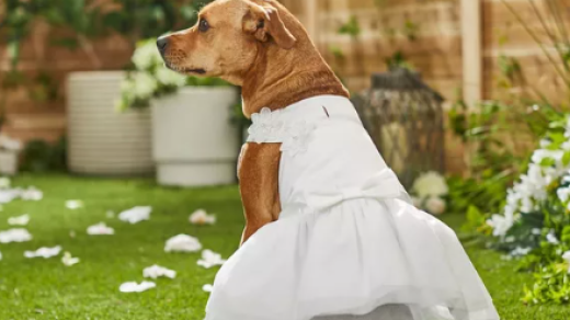 Pet Wedding Attire