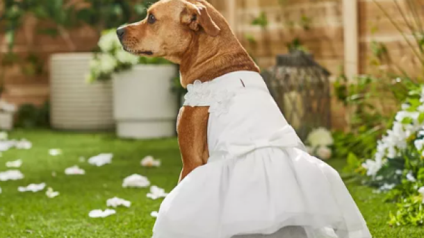 Pet Wedding Attire