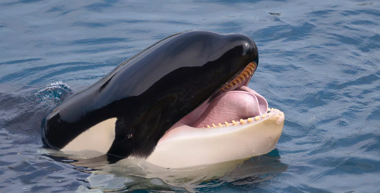 Southern Resident killer whale calf