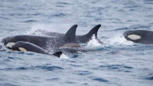 Southern Resident killer whale calf