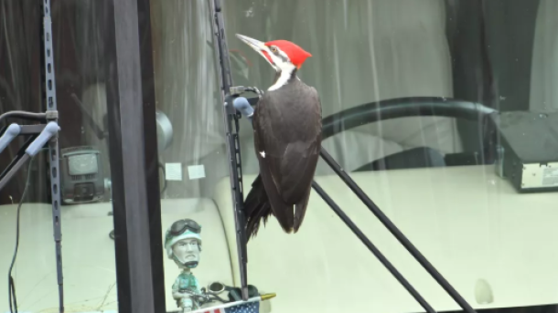 Pileated Woodpecker