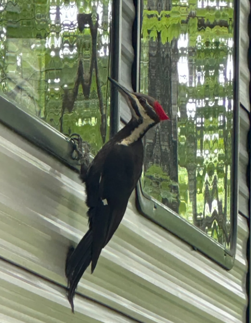 Pileated Woodpecker