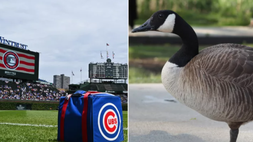 Wrigley Field Goose