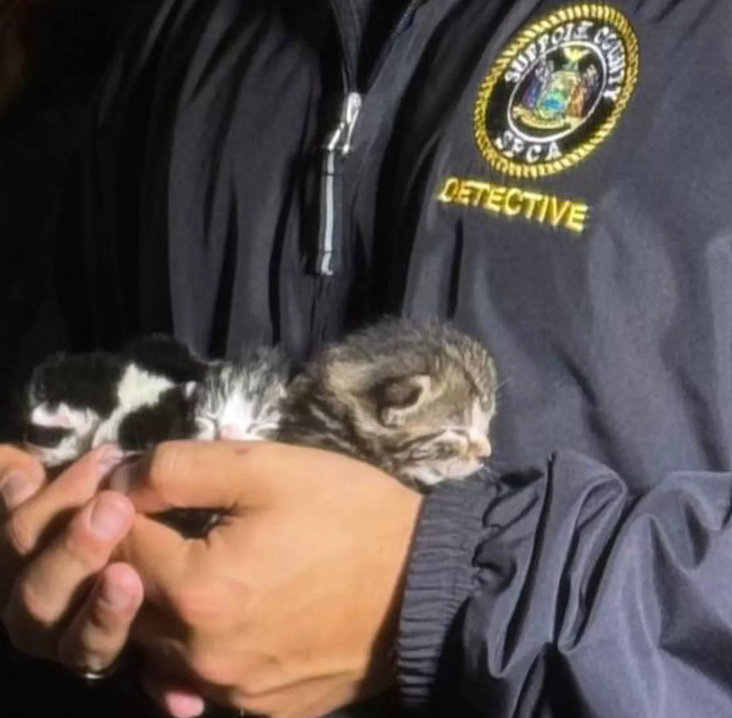 Bohemia Cat Hoarding Case Uncovers 28 Dead Cats Bohemia Cat Hoarding