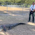 Florida Alligator News