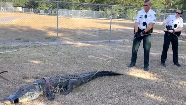 Florida Alligator News