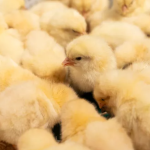 Delaware Bird Rescue
