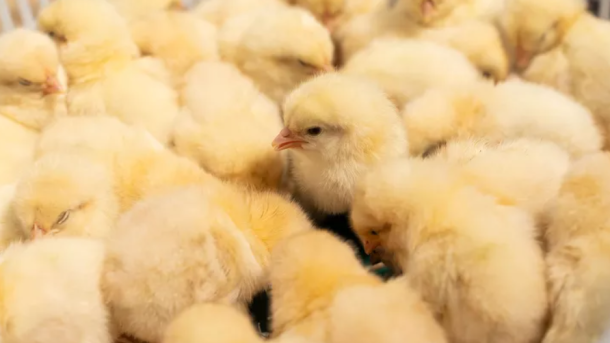 Delaware Bird Rescue