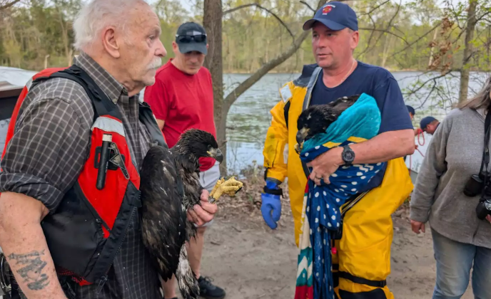 Baby Bald Eagles Rescue Massachusetts