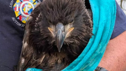 Baby Bald Eagles Rescue Massachusetts