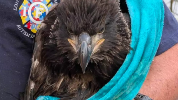 Baby Bald Eagles Rescue Massachusetts
