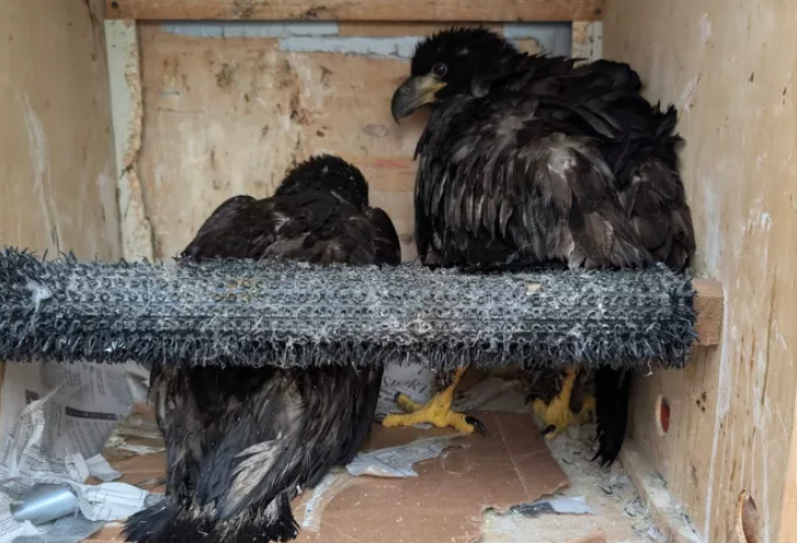 Baby Bald Eagles Rescue Massachusetts