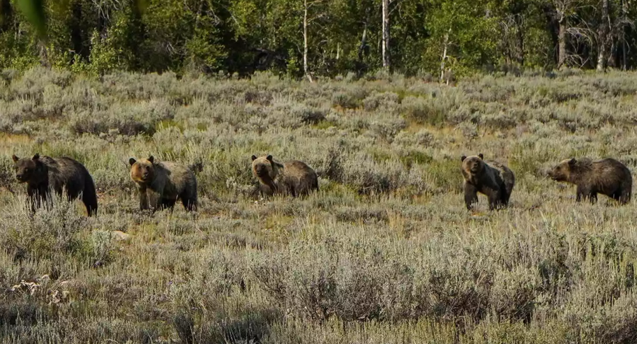 Grizzly Bear 1058