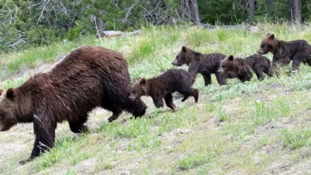 Grizzly Bear 1058