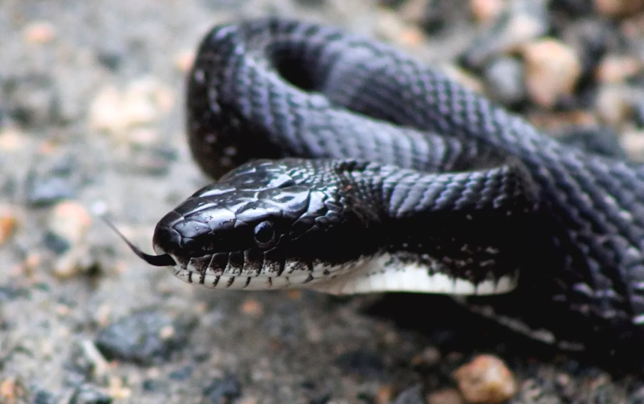 Snake Power Outage North Carolina Leaves 10K In The Dark Snake Power Outage North Carolina