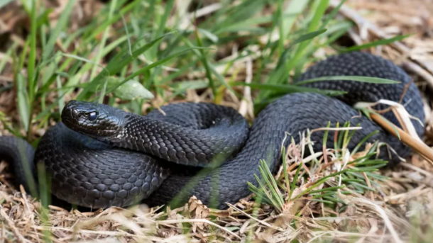 Snake Power Outage North Carolina