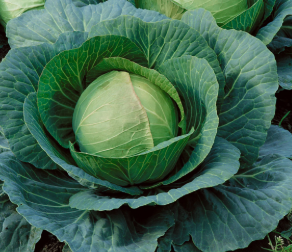 Cabbage Soup Diet Recipe For Fast, Healthy Results