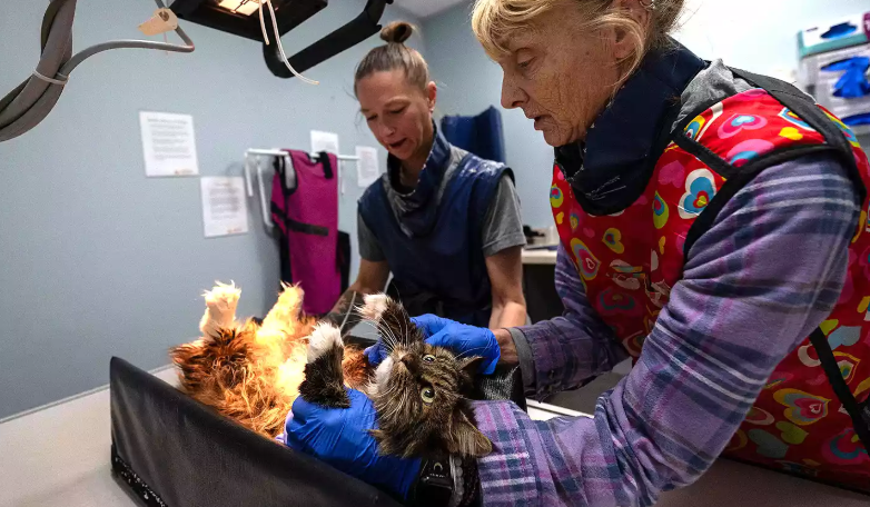 Mirage Cat Bryce Canyon Fall: A Remarkable Survival Story Mirage Cat Bryce Canyon Fall