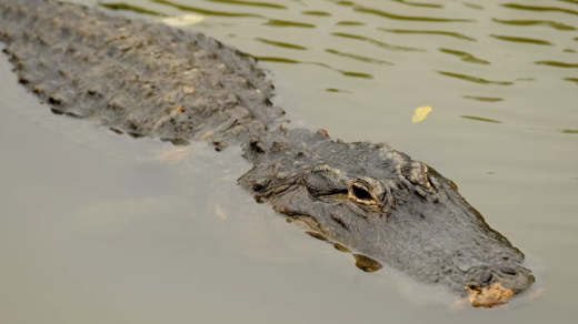 Florida Alligator Attacks