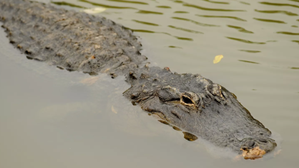Florida Alligator Attacks