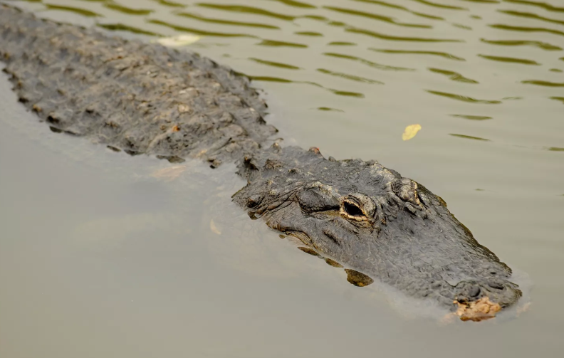 Florida Alligator Attacks: Key Findings from New Study Florida Alligator Attacks