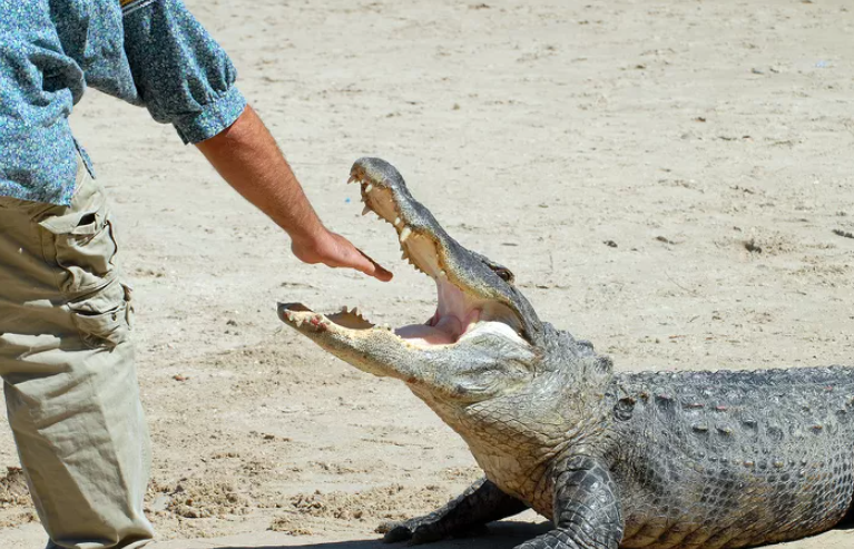 Florida Alligator Attacks: Key Findings from New Study Florida Alligator Attacks