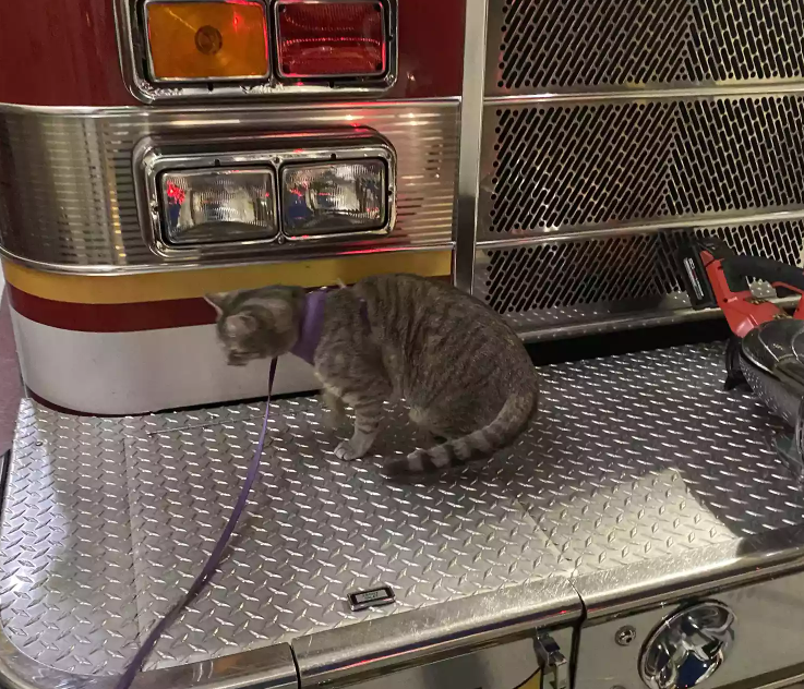 Firehouse Cat Peanut: The Heart Of The Arbutus Station Firehouse Cat Peanut