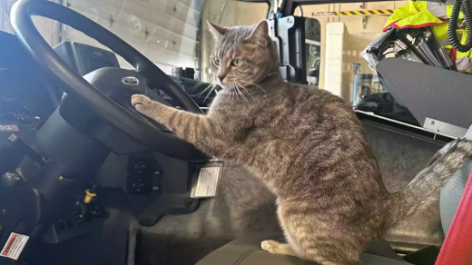 Firehouse Cat Peanut