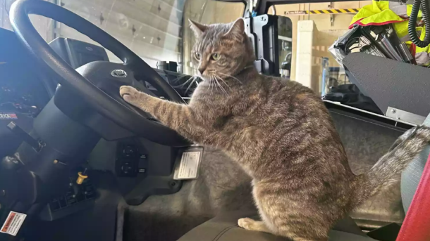 Firehouse Cat Peanut