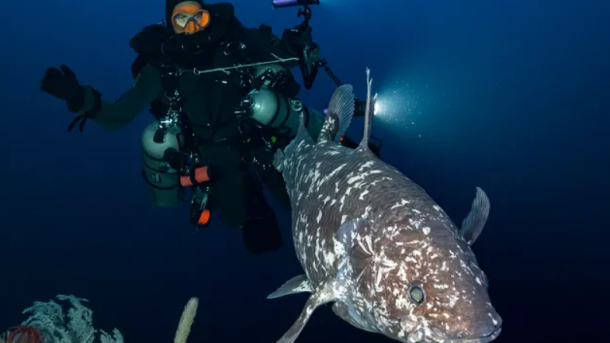 Indonesian Coelacanth