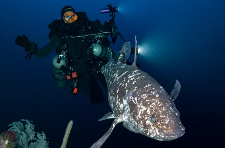 Indonesian Coelacanth Photographed For The First Time Indonesian Coelacanth