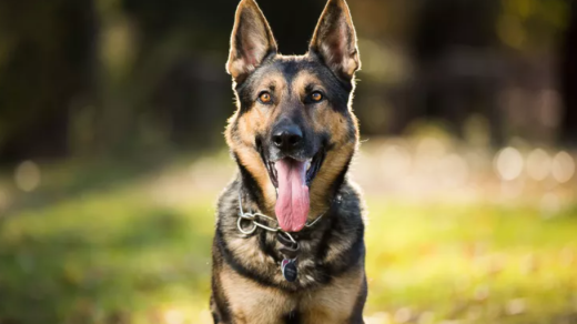 German Shepherd Training