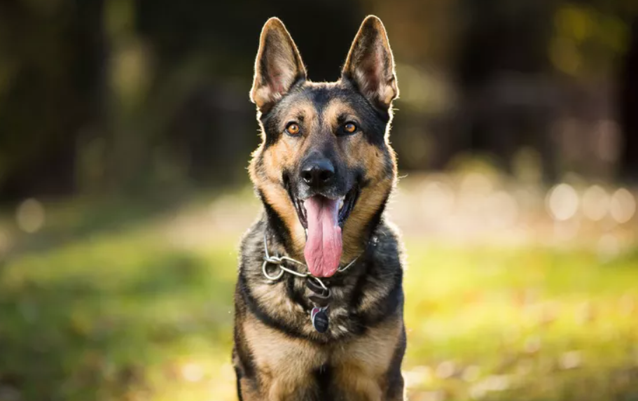 German Shepherd Training: Steak Turned Aggressive Dog German Shepherd Training