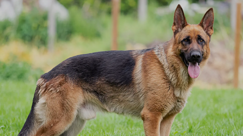German Shepherd Training: Steak Turned Aggressive Dog German Shepherd Training