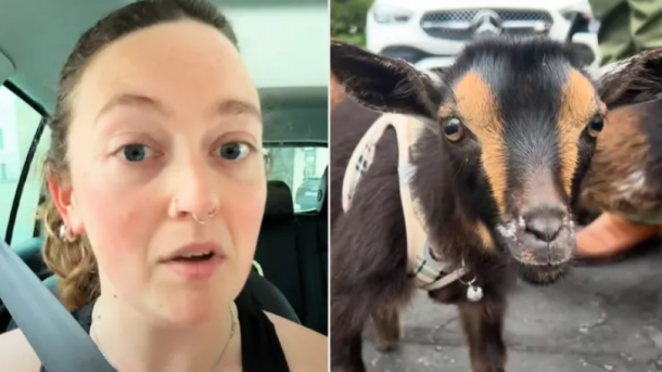 Baby Goats Viral TikTok