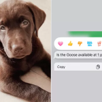 Chocolate Labrador Retriever